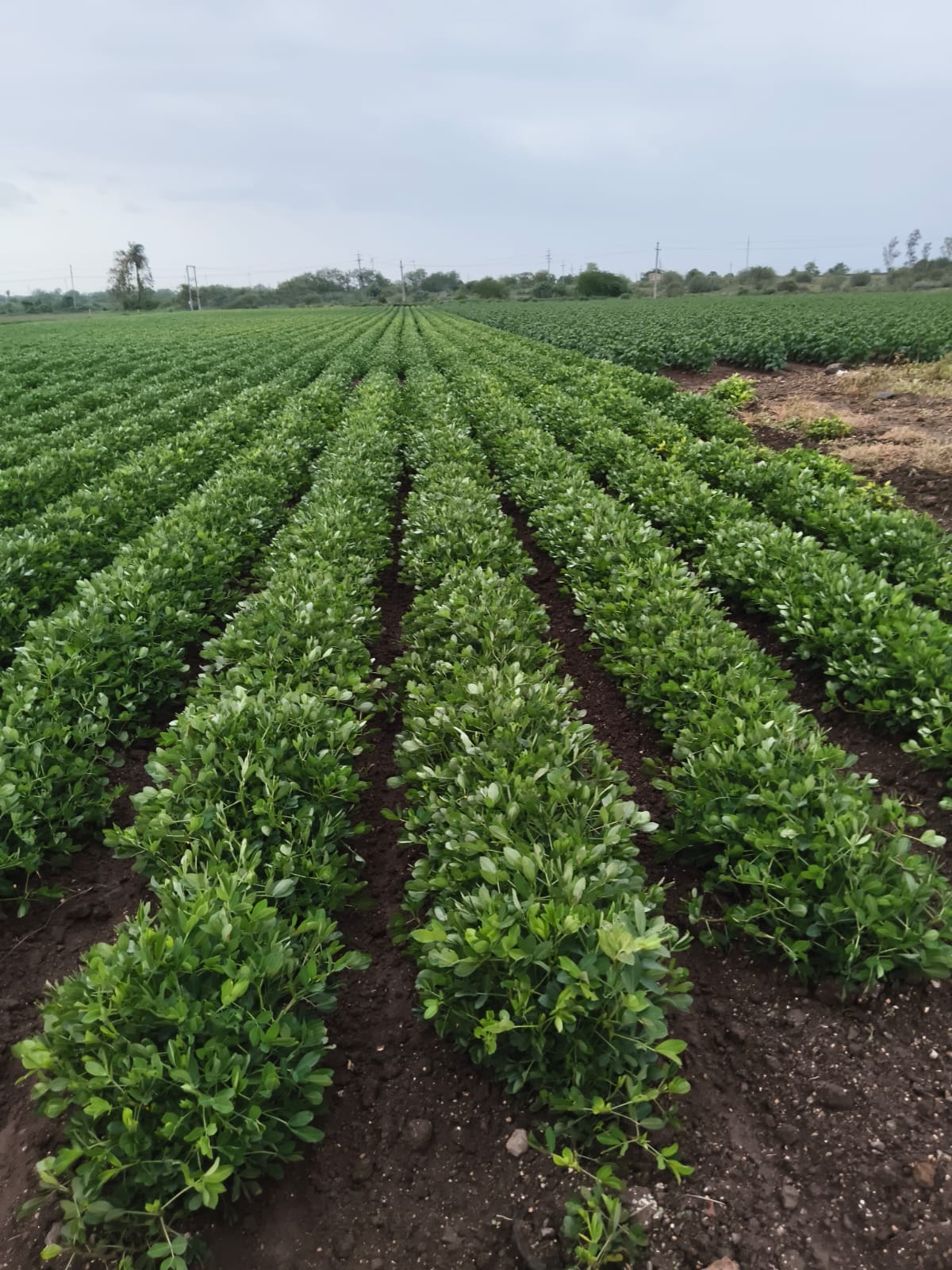 Peanut Crop