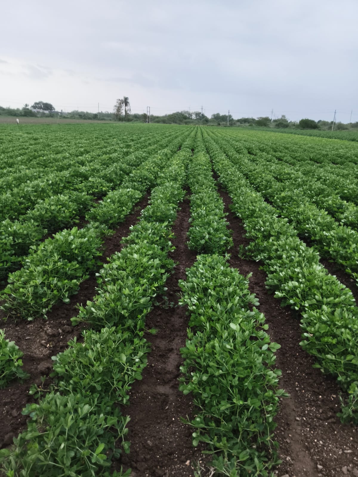 Peanut Crop