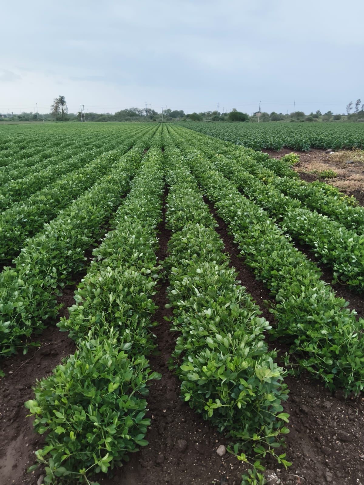 Peanut Crop