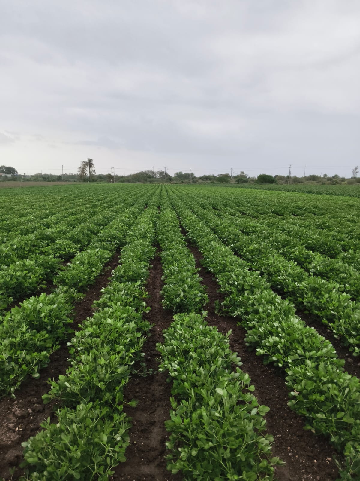 Peanut Crop